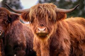 Chinezii sărbătoresc noul an chinezesc pe 12 februarie 2021 (după calendarul chinezesc lunar). Zodiac Chinezesc 2021 Cu Ce Surprize Vine Anul Bivolului Cum IÈ›i SchimbÄƒ ViaÈ›a AceastÄƒ Zodie SpecialÄƒ Info Actual