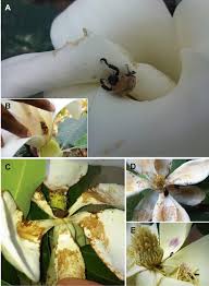 Brett tavener, kansas department of health & environment oxygen injection in deep fractured limestone to stimulate hydrocarbon biodegradation special thanks to: Beetles As Floral Visitors In The Magnoliaceae An Evolutionary Perspective Springerlink