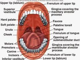 Pin On Oral Motor