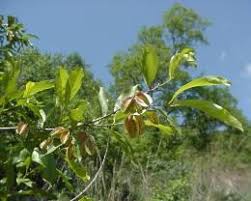 Image result for Combretum apiculatum