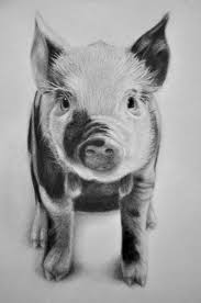 Pigs Drawing Google Search Pig Drawing Animal Drawings Pig Painting