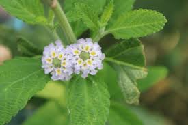Image result for Lippia