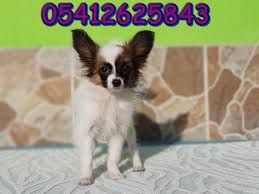 Papillon Yavru 05412625843 Icin 10 Fikir Egitim Hayvanlar Kopek