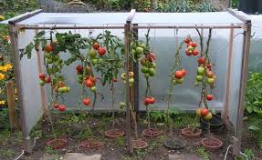 7 Dandruff For Each Bell Pepper Or Tomato Garden Schools Scale Tomatoes Tomaten Garten Garten Anpflanzen Garten Ideen Gemuse