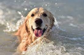 The Do S And Don Ts Of Swimming With Pets Figo Pet Insurance
