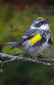 Bird With Colorful Feathers Reinita Coronada Yellow Rumped Warbler Kronwaldsanger Paruline A Croupion Jaune With Images Beautiful Birds Birds Colorful Birds