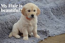 1273.37 mile alona is the perfect dog! If You Looking For Blonde Golden Retriever Puppies For Sale Read It