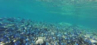The beaches and the boardwalks are open, the kayak rentals and the snorkeling tours have resumed on a limited capacity with more availability being. Snorkeling Not Just For Wimps Key Largo S John Pennekamp Coral Reef Snorkeling Trips South Florida And Beyond Off The Beaten Track