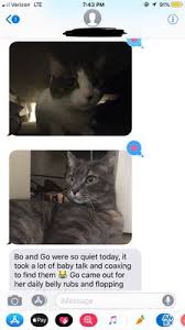 Thanks to cat sitters near and far away, they. Cat Ladies Cat Sitting 46 Photos 61 Reviews Pet Sitting Fremont Seattle Wa Phone Number Yelp