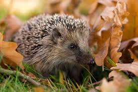Außerdem fallen weibchen und jungtiere. So Bauen Sie Eine Igelburg Lbv Gemeinsam Bayerns Natur Schutzen