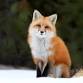 Animal Spotlight Hour: Foxes event image