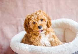 Remaining balance will be due when your puppy is 8 weeks old. 4 Best Cavapoo Breeders In The Midwest 2021 We Love Doodles