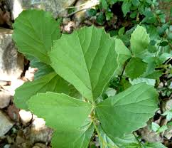 Image result for Rhoicissus tridentata
