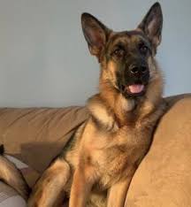 Gentle pets and strong watch dogs, gsds are noble, large, muscular dogs bred about us. German Shepherd Puppies For Sale In Pa