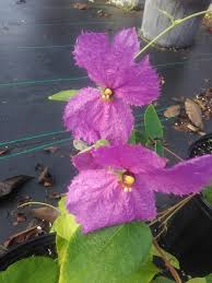 Image result for Dalechampia capensis