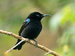 Maybe you would like to learn more about one of these? Cara Merawat Burung Kolibri Ninja Mabung Paling Mudah