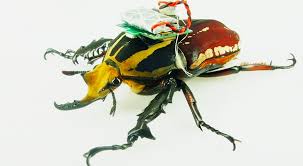 Check spelling or type a new query. Backpack Turns A Beetle Into A Remote Controlled Cyborg Wired