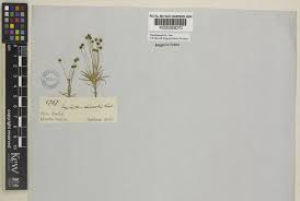 Image result for Paepalanthus lamarckii