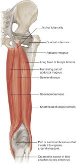 The hamstring portion of the adductor magnus has a similar action to these muscles, but is located in the medial thigh. Hip And Thigh Ultrasound Radiology Key