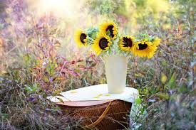 Add one seed per cup into each hole and then cover the seed entirely with soil. Can You Grow Sunflowers In A Pot Farm Animals