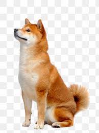 Similar with doge meme png. Doge Images Doge Transparent Png Free Download