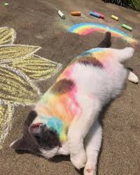 Cute Cats In The World Cute Animals Cute Funny Animals Funny Animal Photos