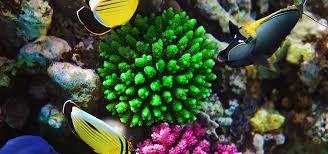 Restaurants near saltwater fish at saltwater we are passionate about serving up the freshest and most sustainable fish available. How Fish Get From Ocean To Tank Tropical Fish Hobbyist Magazine