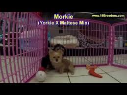 Great pyrenees puppies for sale. Craigslist Elizabethtown Ky Jobs Jobs Ecityworks