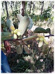 Image result for Monotes dasyanthus