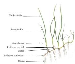 Image result for Syringodium isoetifolium