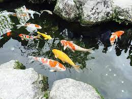 I recently bought a home in south austin and it came with a big koi pond in the backyard. Japan Fukuoka Jin Li Fish Pond Carp Koi Carp Nature Goldfish Animal Pxfuel