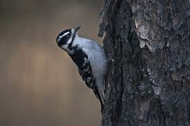 Tail feather of a ladderback woodpecker. Hinterland Who S Who Downy Woodpecker