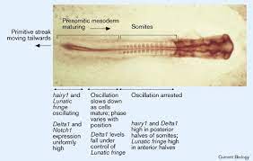 Information and translations of somite in the most comprehensive dictionary definitions resource on the web. Vertebrate Segmentation The Clock Is Linked To Notch Signalling Current Biology