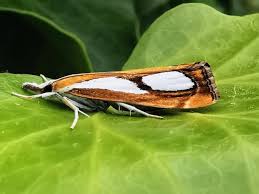Image result for Catoptria pinella