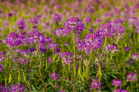 Image result for Cleome macrophylla
