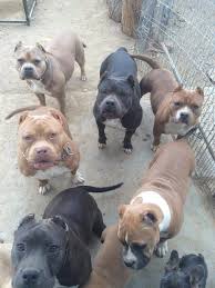 It S Obvious That These Are Rescued Fighting Dogs Just Look At Them When It S Only Dogs With No Humans Involved Bully Breeds Dogs Beautiful Dogs Pitbull Dog