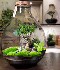 Pin Di Plant