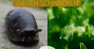 Schnecken im garten lassen jeden gärtner verzweifeln. Schnecken Im Garten Vertreiben Eat Smarter