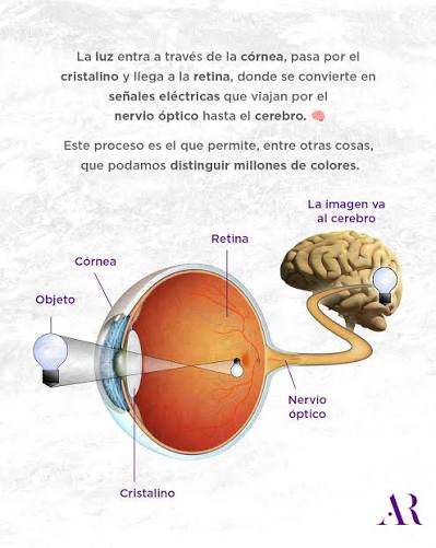 Así funciona tu vista ️ La luz entra a través de la córnea, la capa  transparente que protege tu ojo. ️ Luego pasa por el cristalino, que  enfoca los rayos de luz