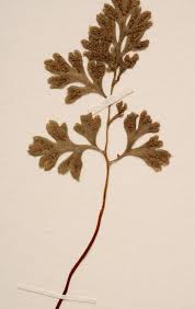 Image result for Anogramma leptophylla