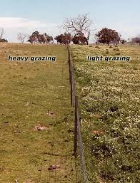 Image result for soil after overgrazing
