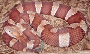 Map does not show area of true distribution, only the states in which there is a population. Copperhead Species