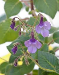 Image result for Streptocarpus glandulosissimus