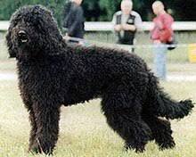 Immagine di Barbone Medio dog breed