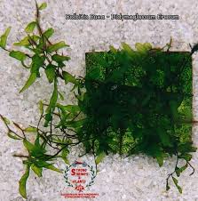 Image result for Didymoglossum erosum