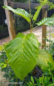 Image result for Leea