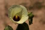 Image result for Pavonia senegalensis