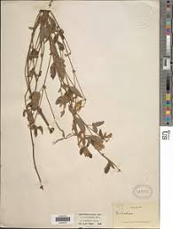 Image result for Argyrolobium fischeri