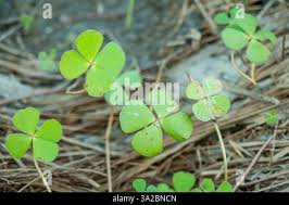 Image result for Marsilea minuta