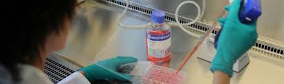 Maybe you would like to learn more about one of these? Development Biotechnology Sustainable Cell Culture Boehringer Ingelheim Com
